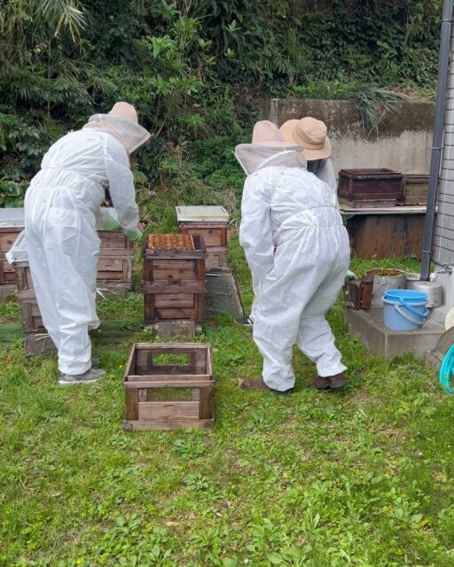 ・
【宮崎県訪問レポート
服部養蜂場様、横山果樹園様
MAGRI様】
・
佐渡原ナスに引き続き
農家さんでも大活躍な
@hattoriyoho 
服部養蜂場様にお邪魔させて頂き
とても丁寧にご説明頂きました。

@yokoyama_f.farm 
横山果樹園のアボカドの大きさ！
さすが、宮崎県！高級食材の宝庫！
シェフも圧倒されていました！

@magri_inc_ 様のマンゴーも
トロピカルな南国の果実で
テンション上がります。

生産者様の真摯に取り組む
姿勢には頭が下がります。
La French Touchとして
どんな風にお役に立てるか
考えるだけでワクワクした
最終日でした。

宮崎県の皆さま、
ありがとうございました！
Merci beaucoup！

#宮崎 
#宮崎グルメ 
#グルメ 
#miyazaki 
#養蜂場